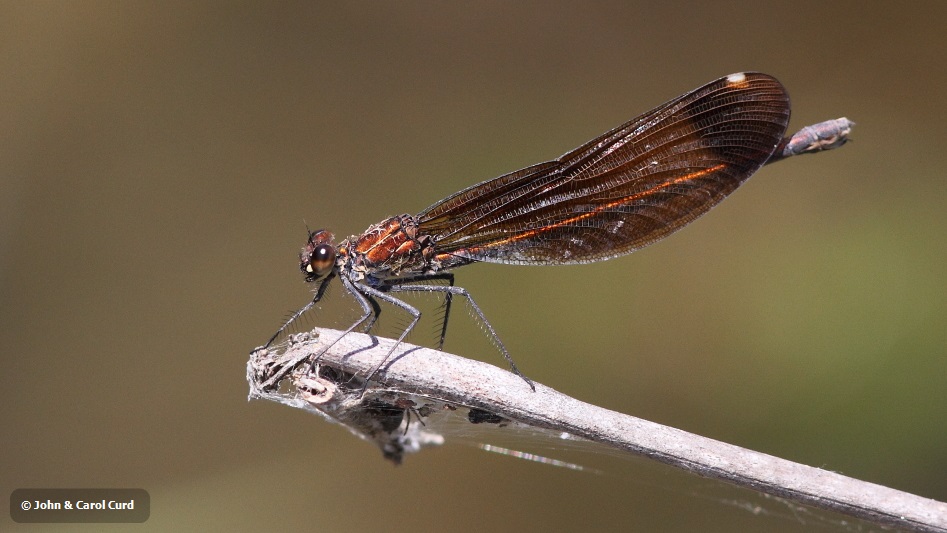 J14_1206 Calopteryx haemorrhoidalis fem.JPG